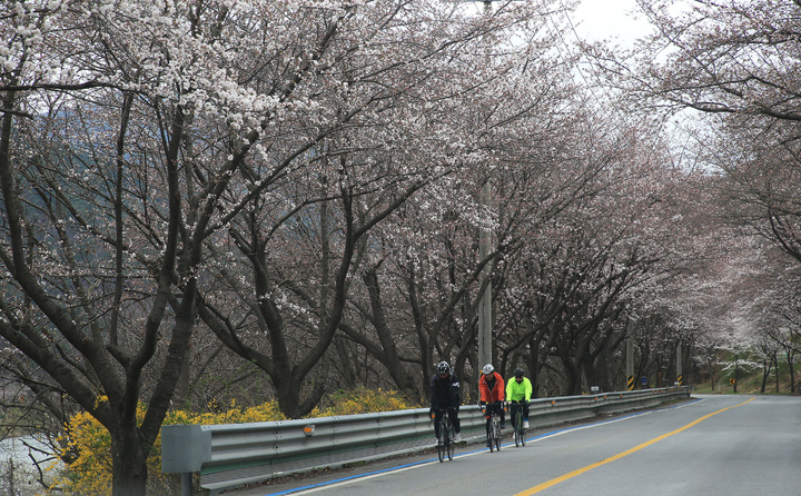전국에서 가장 긴 벚꽃길 '활짝'…구례300리 벚꽃축제 개최